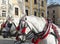 Horses with carriage in Krakow, Poland