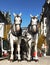 Horses Carriage - Prague, Old Town Square