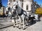 Horses Carriage - Prague, Old Town Square