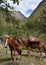Horses carry camping equipment on the Inca Trail to Machu Picchu. Cusco, Peru