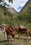 Horses carry equipment on the Inca Trail to Machu Picchu. Cusco, Peru