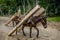 Horses carrying wood, pulling lumber in forest landscape