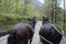 Horses Cart in the Mountains