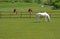 Horses and cattle grazing