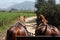 Horses Charriot in Vineyard Chile