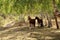 horses in the Chong Kemin National Park in Kyrgyzstan, Central Asia