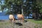 Horses on coast of lake Teletskoe