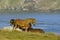 Horses on coastal grassland