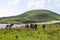 Horses on Coastal Pasture - Easter Island