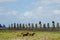 Horses on Coastal Pasture - Easter Island