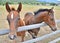 Horses on a Colorado Ranch.