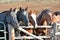 Horses on a Colorado Ranch.
