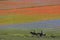 Horses and colors in Castelluccio da Norcia