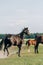 Horses with colt grazing on grassland