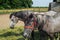 Horses in a coral grazing eating grass feeding 05