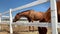 The horses in the corral are drinking water and eating hay.