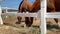 The horses in the corral are eating hay, straw, grass in the farm.