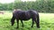 Horses in corral farm