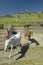 Horses in corral off of route 58 west of Bakersfield, CA