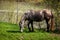 Horses in the countryside