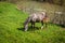 Horses in the countryside