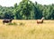 Horses in countryside field