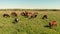 Horses and cow stand on green meadow and graze grass on the farmland,