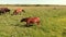 Horses and cow stand on green meadow and graze grass on the farmland,