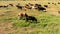 Horses and cow stand on green meadow and graze grass on the farmland,