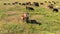 Horses and cow stand on green meadow and graze grass on the farmland