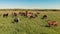 Horses and cow stand on green meadow and graze grass on the farmland