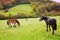 Horses and cows grazing in Pyrenees meadows at Spain