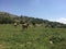 Horses and cows in the meadow