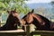 Horses of the Creole breed in farm