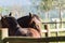 Horses of the Creole breed in farm