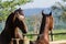 Horses of the Creole breed in farm