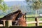 Horses of the Creole breed in farm