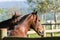 Horses of the Creole breed in farm