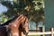 Horses of the Creole breed in farm