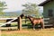 Horses of the Creole breed in farm