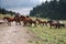 Horses crossing the forest road