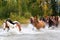 Horses Crossing a River in Alberta, Canada