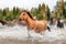 Horses Crossing a River in Alberta, Canada