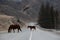 Horses crossing the road at Altai against mountains on background