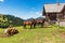 Horses and Dairy Cows on a Mountain Pasture - Italy-Austria Border