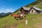 Horses and Dairy Cows on a Mountain Pasture - Italy-Austria Border