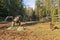 Horses and dog in corral
