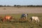 Horses in the Donana National Park