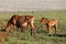 Horses in Donana National Park, Spain