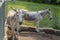 Horses and Donkey Farm at Mainau Island
